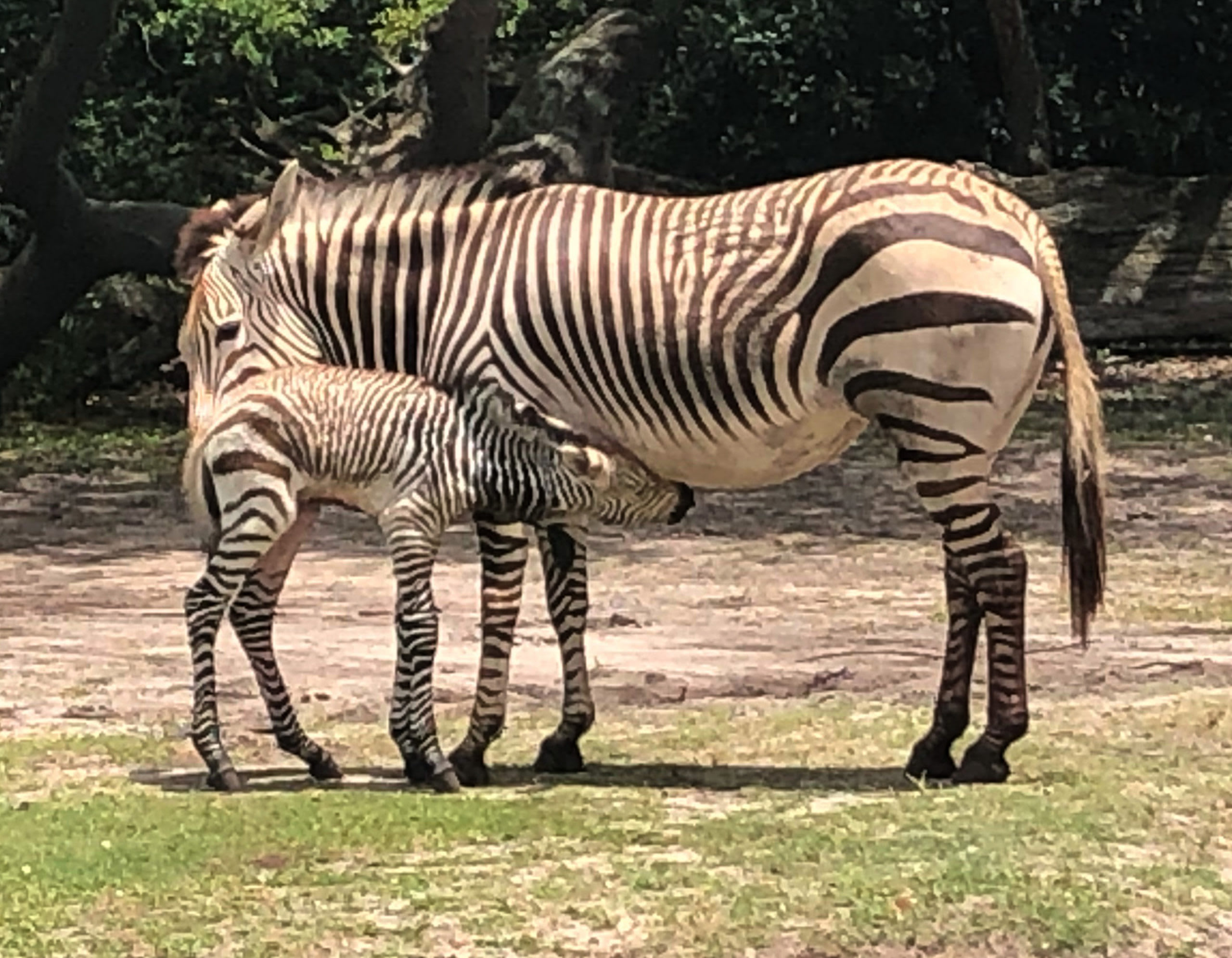Disney S Animal Kingdom Welcomes New Baby Zebra