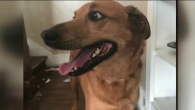 Lost puppy found sales