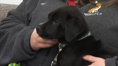Spca $5 big dogs 2025