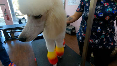 Mardi cause dog spa clearance
