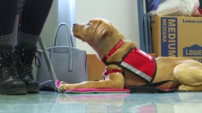 Service pup discount seek harness