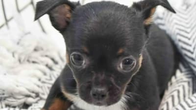Petland Novi