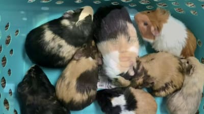 Cavy world guinea pig rescue outlet