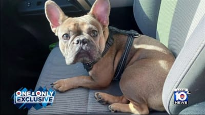 French bulldog arguing in car clearance
