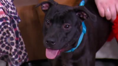 Southgate dog pound deals