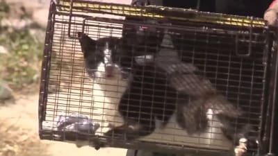 Animal Care Services seizes 60 cats, 2 dogs living in deplorable conditions at West Side house Animal Care Services seizes 60 cats, 2 dogs living in deplorable conditions at West Side house
