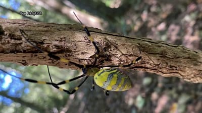 The possible arrival of the Joro spider is not a cause for alarm