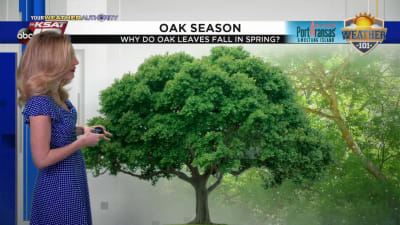 achoo oak allergy symptoms will peak soon