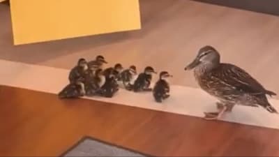 LIVE: Senate confirmation hearing for Supreme Court nominee ...