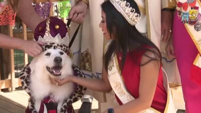 Sa deals humane society