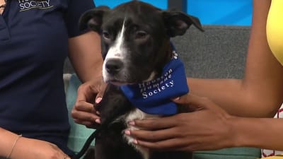 KPRC2 / Click2Houston - PLAY BALL! We love your pets decked out