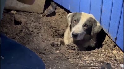 Video: The tornado that tore through Scandia, and the dog that