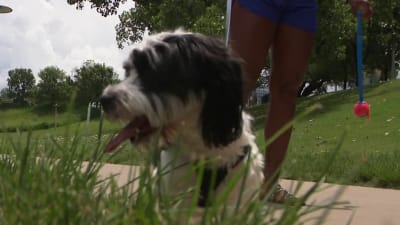 Local artist goes viral after mural of Devin Booker, his dog