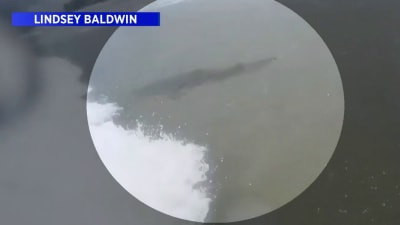 Sharks Surround Surfer Off New Smyrna Beach