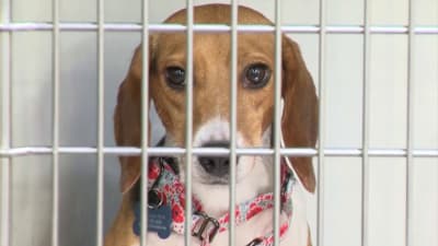 Clear the Shelters: Hundreds of local adoptable pets need forever homes Clear the Shelters: Hundreds of local adoptable pets need forever homes