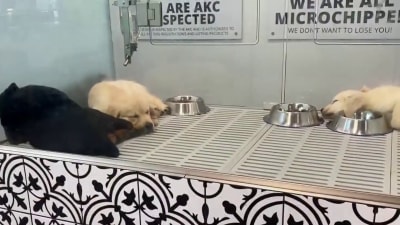 Petland