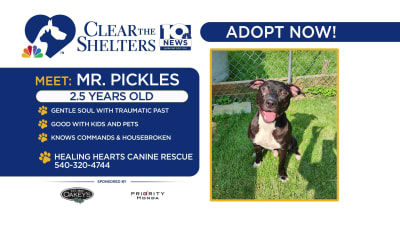 Healing hearts animal rescue group 2025
