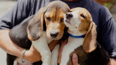 4,000 beagles rescued from Virginia breeding facility, Humane Society says 4,000 beagles rescued from Virginia breeding facility, Humane Society says
