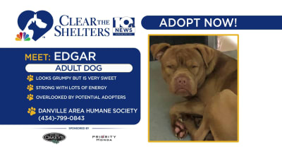 Danville humane outlet society dogs