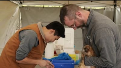 Here's your chance to take your dog to a Tigers game