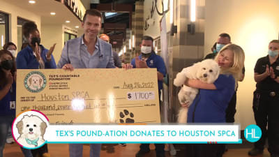 Spca pound hotsell