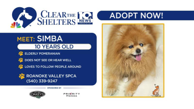 Rvspca dogs for adoption on sale