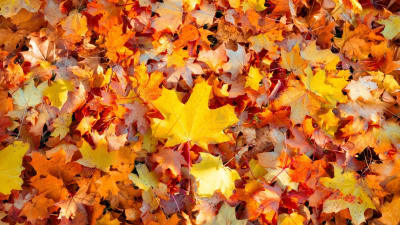 Yellow Sugar Maple Leaf on White Background by Michael Russell