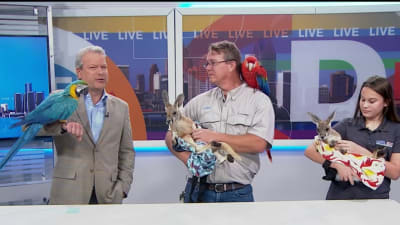 Live In The D Clickondetroit Wdiv Local 4