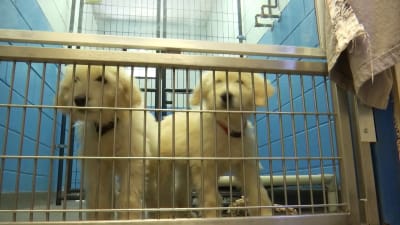 Franklin county animal center sales