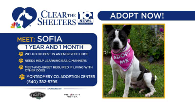 Clear The Shelters Clear The Shelters
