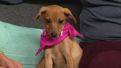 KPRC2 / Click2Houston - PLAY BALL! We love your pets decked out