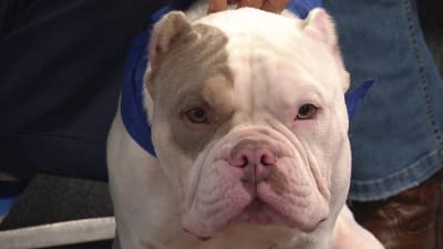 A pit bull named Mango wears a Houston Astros jersey while walking