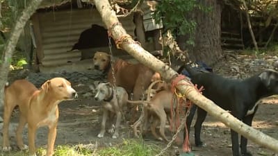 Texas Dog Swims Five Miles Home After Falling Overboard Shrimp Boat