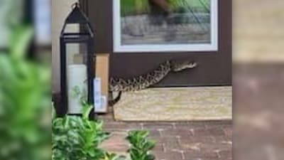 A Rare Two-Headed Snake Is Back on Exhibit at a Texas Zoo, Smart News