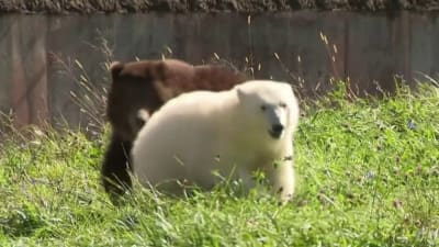 Jebbie the grizzly bear 'very happy' at wildlife sanctuary, Detroit Zoo  says 