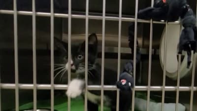 Central Floridians raise record-breaking donations for Pet Alliance of Greater Orlando Central Floridians raise record-breaking donations for Pet Alliance of Greater Orlando