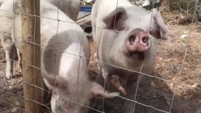 Woman gives unwanted farm animals a second chance at life Woman gives unwanted farm animals a second chance at life