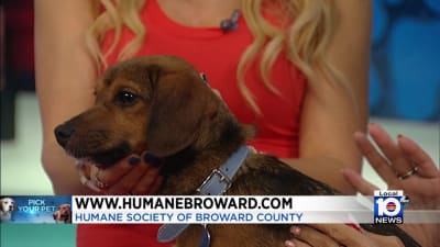 Troy Animal Rescue Project Saving Lives One Paw at a Time