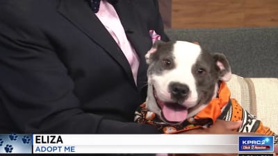 KPRC2 / Click2Houston - PLAY BALL! We love your pets decked out