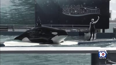 Lolita could be released as early as Wednesday after USDA inspection report