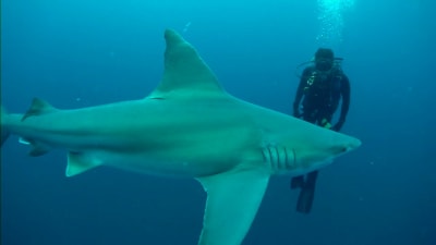 ban shark fin - Two Fish Divers