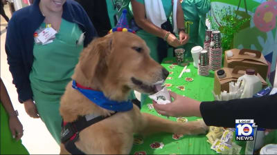 A very good girl: U of L Health celebrates therapy dog on National