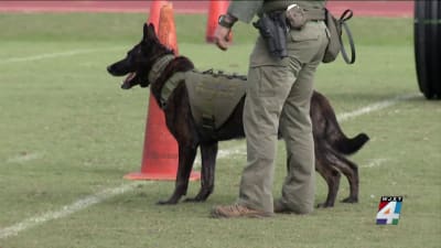 K9