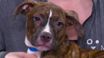 9+ Pointer Boxer Mix