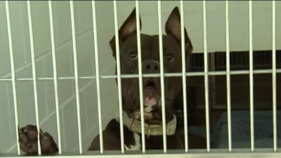 Here's who will design and build the new shelter for Pet Alliance of Greater Orlando Here's who will design and build the new shelter for Pet Alliance of Greater Orlando