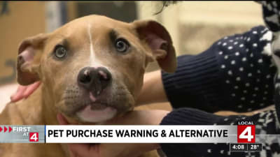 Pet dog purchase hotsell