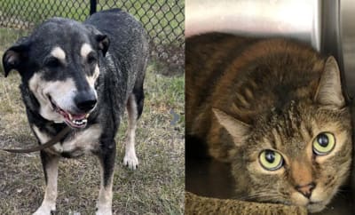 Petsmart dog adoptions online