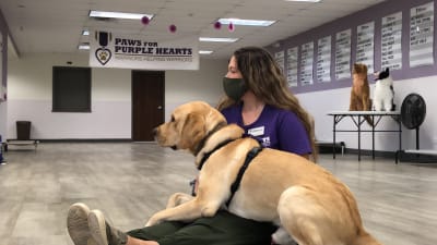 Ptsd animal therapy cheap