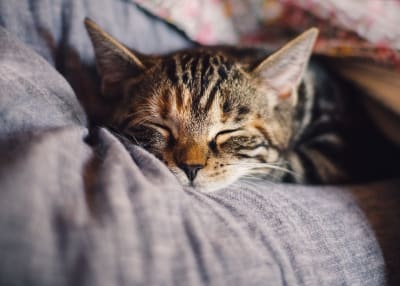 Free cat neutering near me cheap