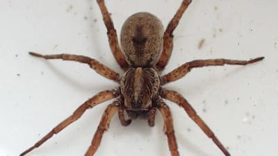 Common House Spiders You May Notice During Winter